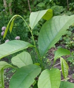 Roots Plants Fruits Paw-Paw Plant | Asimina Triloba 8 Roots Plants Fruits Paw-Paw Plant | Asimina Triloba