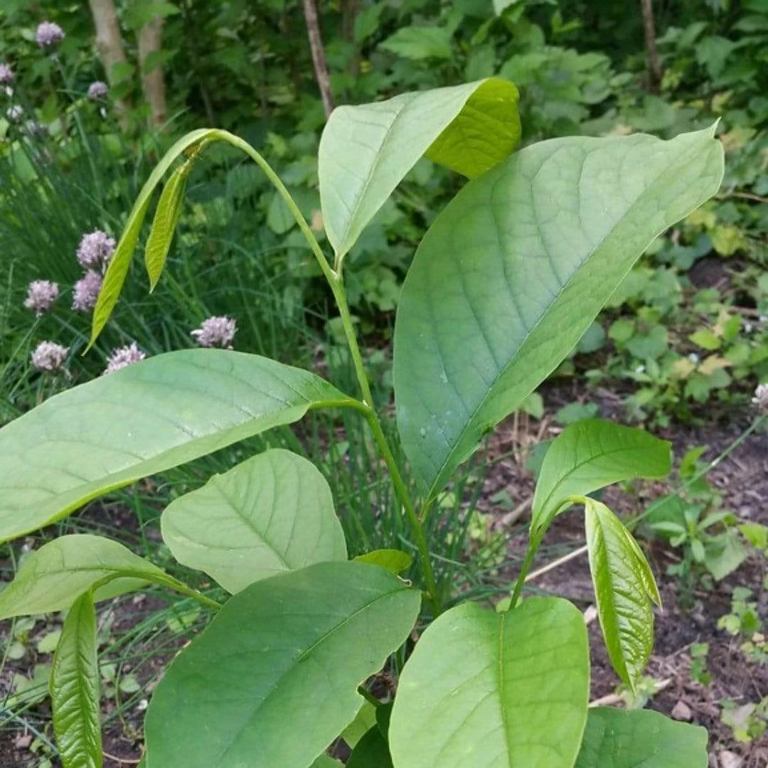 Roots Plants Fruits Paw-Paw Plant | Asimina Triloba 5 Roots Plants Fruits Paw-Paw Plant | Asimina Triloba