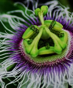 Roots Plants Passion Fruit Plant | Passiflora Edulis 7 Roots Plants Passion Fruit Plant | Passiflora Edulis