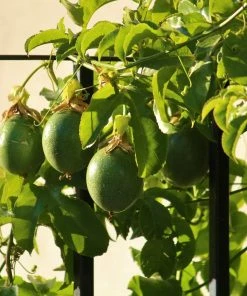 Roots Plants Passion Fruit Plant | Passiflora Edulis