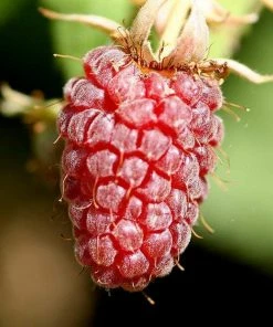 Roots Plants Ly654 Thornless Loganberry Plants 7 Roots Plants Ly654 Thornless Loganberry Plants