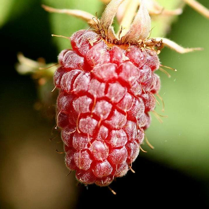 Roots Plants Ly654 Thornless Loganberry Plants 5 Roots Plants Ly654 Thornless Loganberry Plants