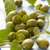 Roots Plants Issai Hardy Kiwi Plant Fruits