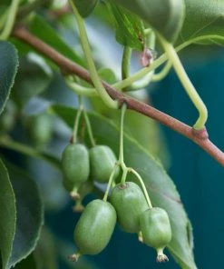 Roots Plants Issai Hardy Kiwi Plant Fruits