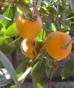 Roots Plants Fruits Japanese Persimmon Tree