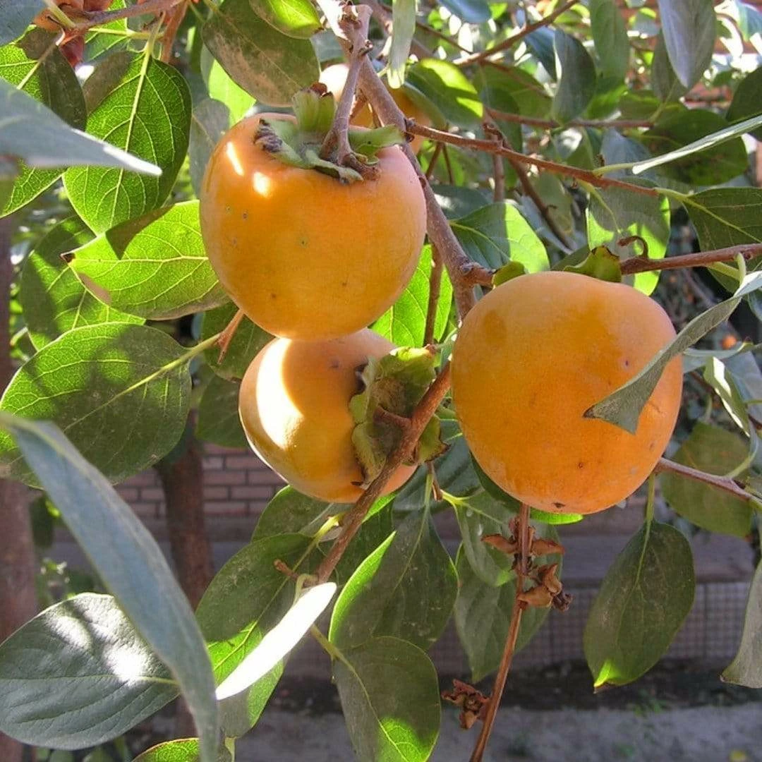 Roots Plants Fruits Japanese Persimmon Tree 4 Roots Plants Fruits Japanese Persimmon Tree