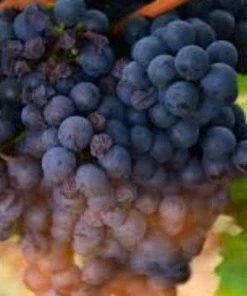 Roots Plants 90cm 'Vanessa' Seedless Outdoor Grape Vine | 2L Pot