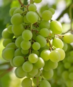 Roots Plants 90cm 'Superior' Seedless Outdoor Grape Vine | 3L Pot