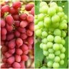 Roots Plants Seedless Outdoor Grape Collection | 'Crimson' & 'Superior' Seedless | 90cm Grape Vines In 3L Pots Fruits 1 Roots Plants Seedless Outdoor Grape Collection | 'Crimson' & 'Superior' Seedless | 90cm Grape Vines In 3L Pots Fruits