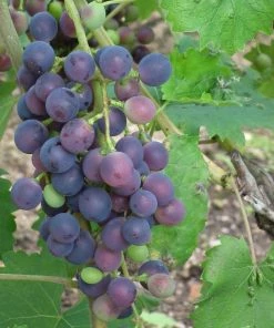 Roots Plants 90cm 'Muscat Blue' Grape Vine | 3L Pot Fruits