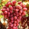 Roots Plants Fruits 90cm 'Crimson' Seedless Grape Vine | 3L Pot 1 Roots Plants Fruits 90cm 'Crimson' Seedless Grape Vine | 3L Pot