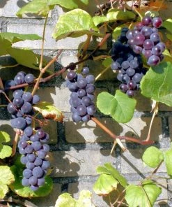 Roots Plants Boskoop Glory' Seedless Outdoor Grape Vine Fruits