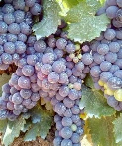 Roots Plants Fruits 90cm 'Black Hamburgh' Indoor Grape Vine | 3L Pot 9 Roots Plants Fruits 90cm 'Black Hamburgh' Indoor Grape Vine | 3L Pot