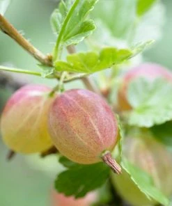 Roots Plants Complete Gooseberry Collection | Red, White & Green 13 Roots Plants Complete Gooseberry Collection | Red, White & Green