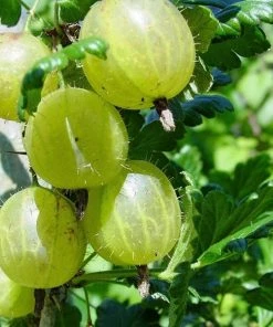 Roots Plants Hinnonmaki Green Gooseberry Bush