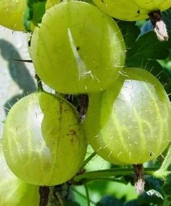 Roots Plants Hinnonmaki Green Gooseberry Bush