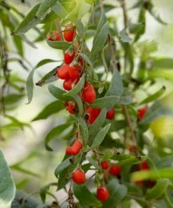 Roots Plants Goji Berry Plant
