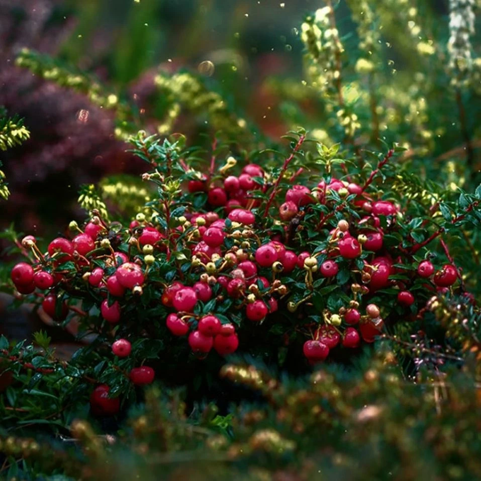 Roots Plants Fruits Cranberry Plant 4 Roots Plants Fruits Cranberry Plant