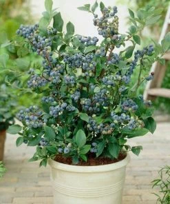 Roots Plants All Season Blueberry Plants Collection | 3x 10cm Pots