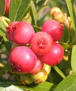 Roots Plants Unusual Berry Collection | 3x 3L Pots Fruits