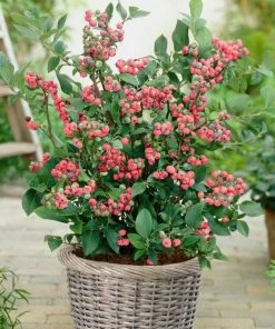 Roots Plants Fruits Pink Lemonade Blueberry Bush