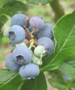 Roots Plants Patriot Blueberry Bush
