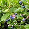 Roots Plants Fruits Goldtraube Blueberry Bush 2 Roots Plants Fruits Goldtraube Blueberry Bush