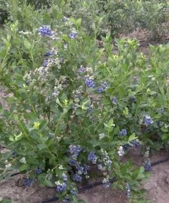 Roots Plants Duke Blueberry Bush Fruits
