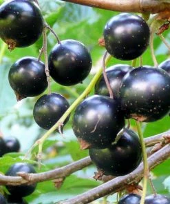 Roots Plants Ben Lomond Blackcurrant Bush