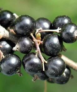 Roots Plants Ben Connan Blackcurrant Bush Fruits