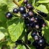 Roots Plants Ben Connan Blackcurrant Bush Fruits