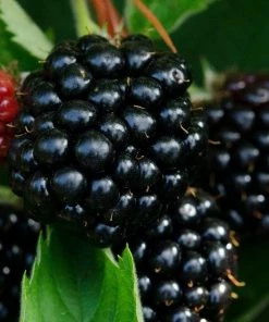 Roots Plants Waldo Blackberry Plants