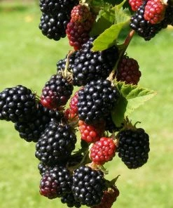 Roots Plants Loch Ness Blackberry Plants Fruits