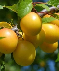 Roots Plants Oullins Golden Gage Plum Tree