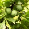 Roots Plants Old Greengage Plum Tree Fruits 2 Roots Plants Old Greengage Plum Tree Fruits