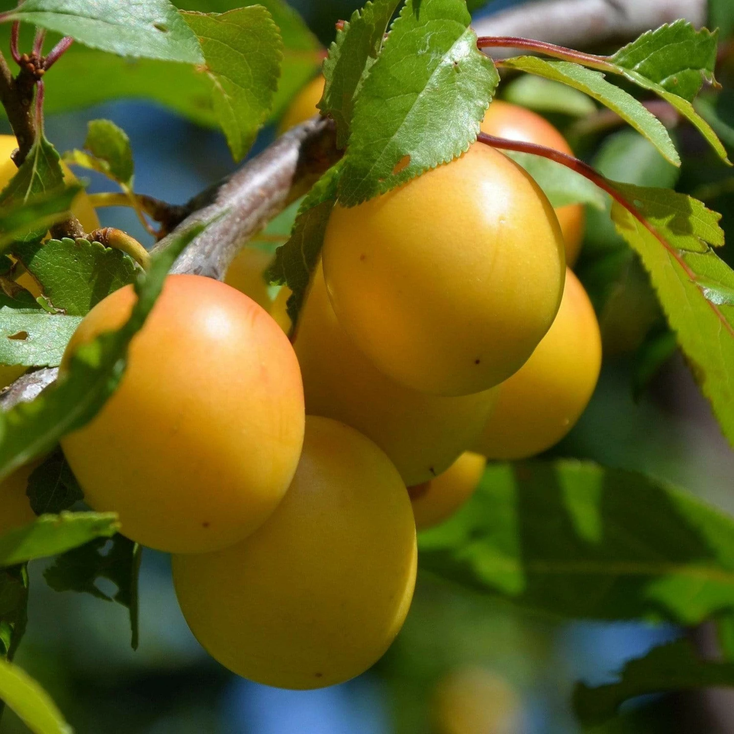 Roots Plants Mirabelle De Nancy Plum Tree 3 Roots Plants Mirabelle De Nancy Plum Tree