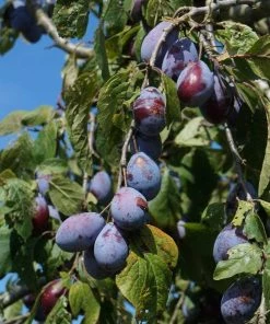 Roots Plants Merryweather Damson Tree Fruits