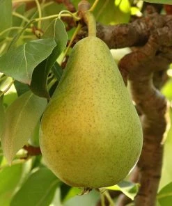 Roots Plants Williams Bon Chrétien Pear Tree Fruits