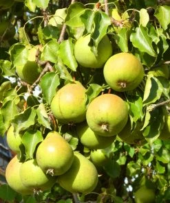Roots Plants Williams Bon Chrétien Pear Tree Fruits 10 Roots Plants Williams Bon Chrétien Pear Tree Fruits