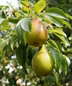 Roots Plants Williams Bon Chrétien Pear Tree Fruits 11 Roots Plants Williams Bon Chrétien Pear Tree Fruits