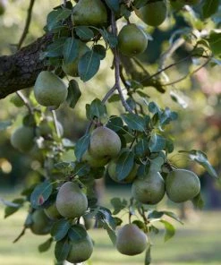 Roots Plants Fruits Doyenné Du Comice Pear Tree