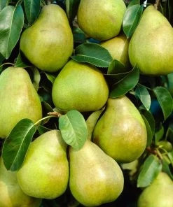 Roots Plants Fruits Doyenné Du Comice Pear Tree