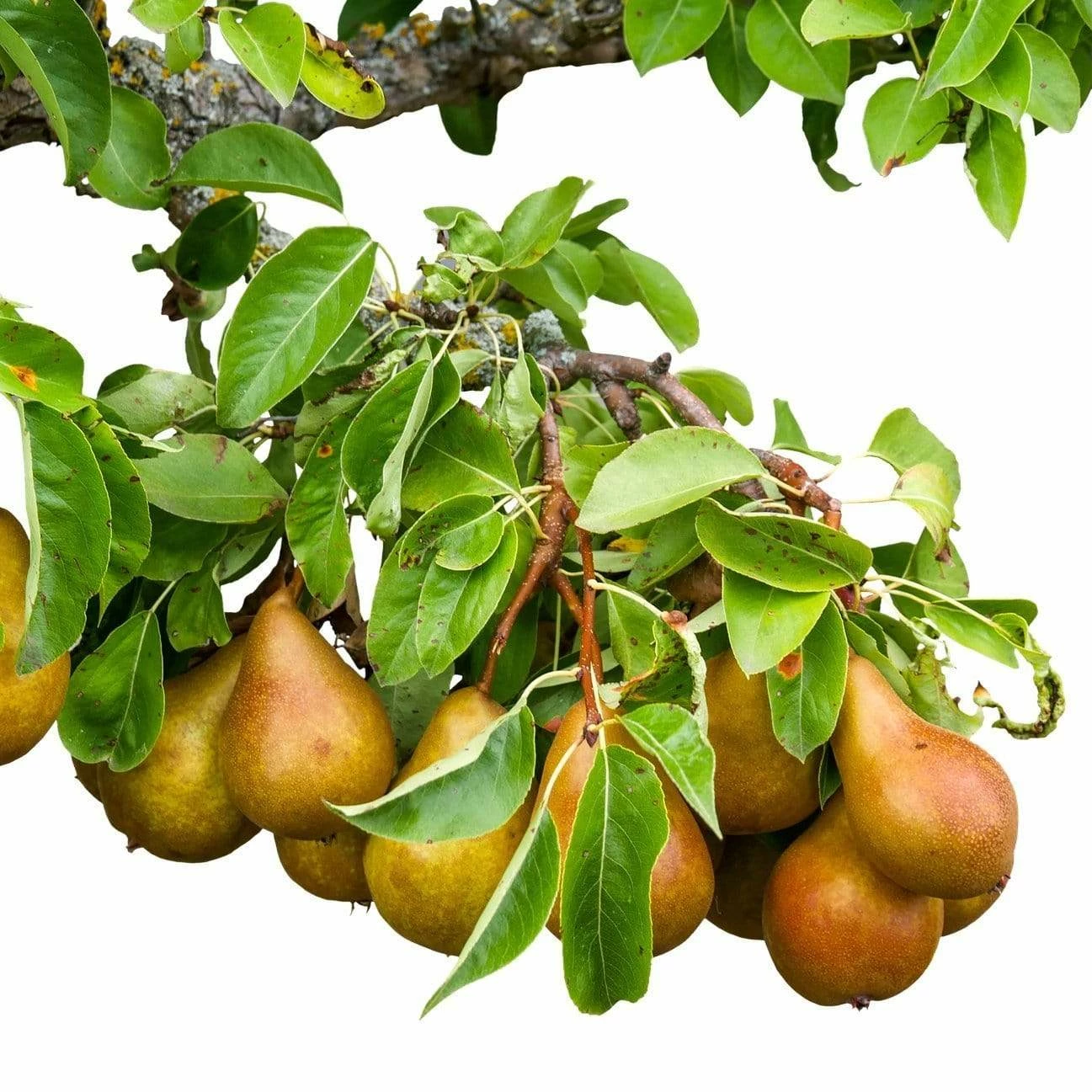 Roots Plants Fruits Concorde Pear Tree 6 Roots Plants Fruits Concorde Pear Tree