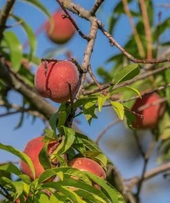 Roots Plants Red Haven Peach Tree