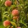 Roots Plants Peregrine Peach Tree Fruits 1 Roots Plants Peregrine Peach Tree Fruits