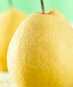 Roots Plants Fruits Kumoi' Asian Pear Tree | Nashi Pear