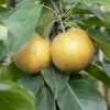 Roots Plants Fruits Kumoi' Asian Pear Tree | Nashi Pear 1 Roots Plants Fruits Kumoi' Asian Pear Tree | Nashi Pear