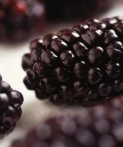 Roots Plants Repsime Mulberry Tree