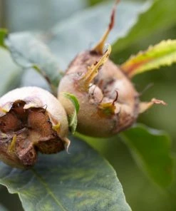 Roots Plants Fruits Nottingham Medlar Tree