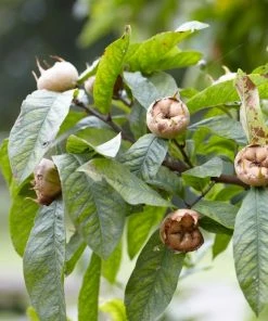 Roots Plants Fruits Nottingham Medlar Tree 13 Roots Plants Fruits Nottingham Medlar Tree
